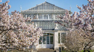 Cherry blossom at Kew Gardens